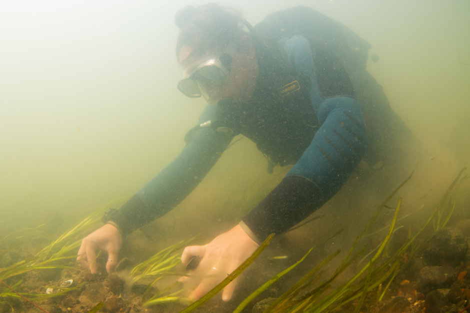 A diver salvaging freshwater mussels for relocation. 