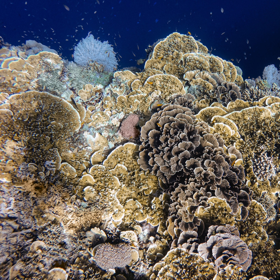 Coral the has been bleached due to pollution and global climate change (marine cold spells)