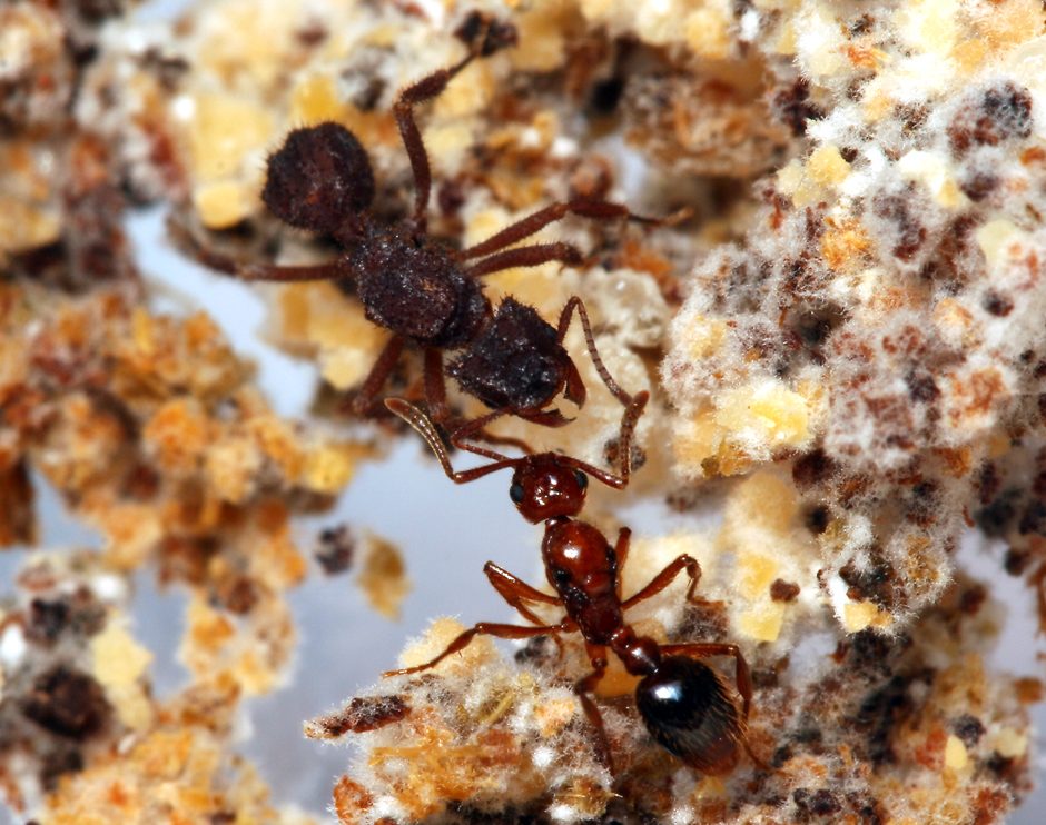 Mycetomoellerius mikromelanos farmer ant host queen with Megalomyrmex adamsae guest ant parasite queen on fungus garden. The parasite invades the host colony when only a queen is present