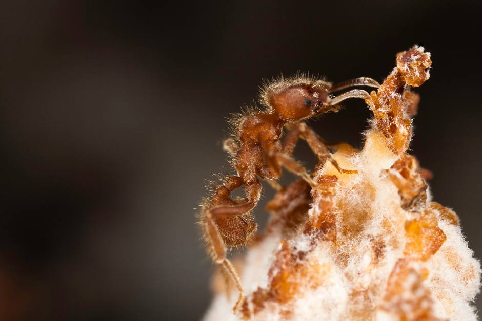 Sericomyrmex amabilis farmer ant worker atop her fungus garden. This species is host to guest ant social parasite