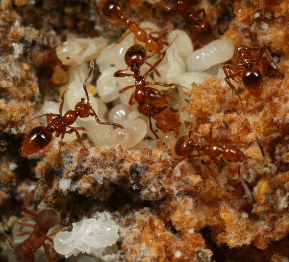Megalomyrmex symmetochus social parasite colony with their brood in the fungus garden of Sericomyrmex amabilis farmer ant host