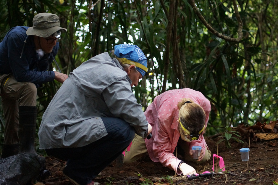 Graduate students with Dr. Rachelle Adams collecting an ant colony in Panama