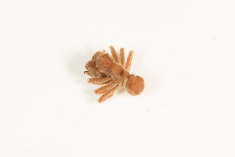 Sericomyrmex amabilis farmer ant host playing dead