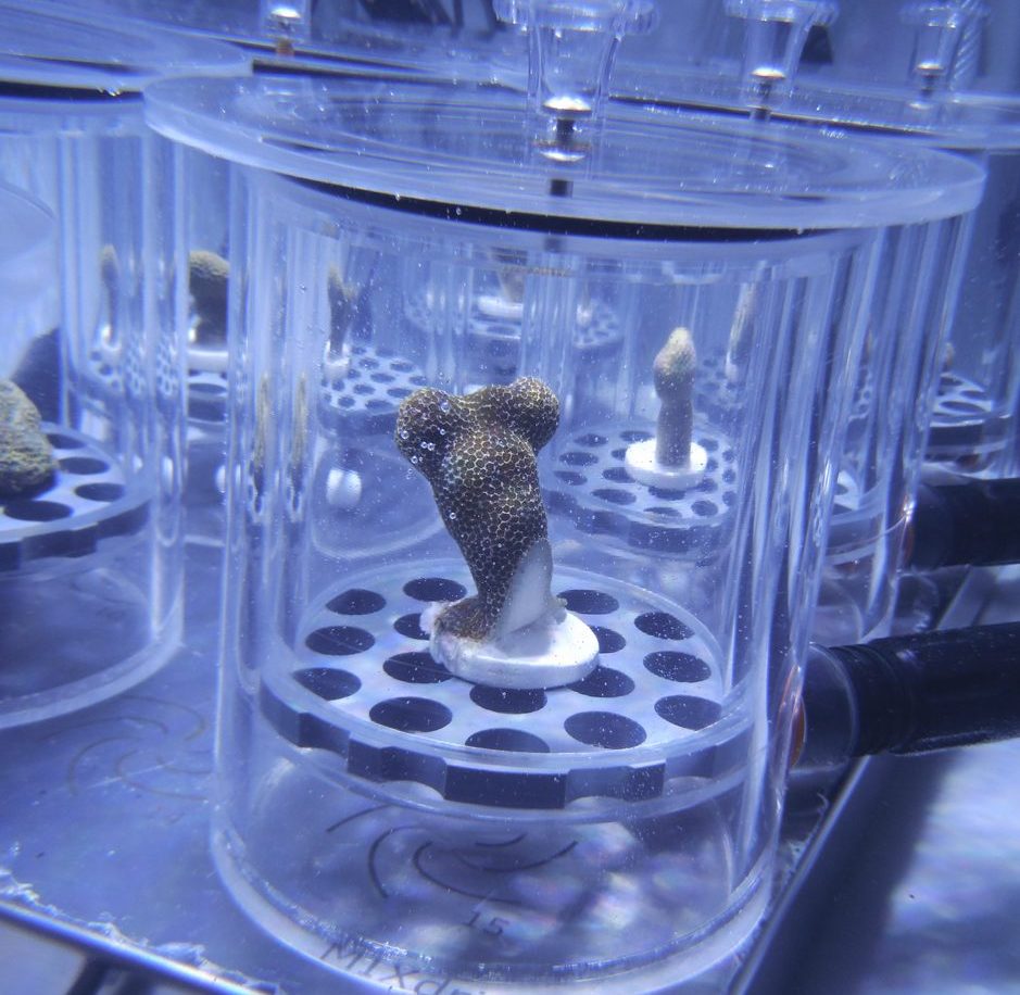 Measuring photosynthesis in Porites compressa in Hawaii using a YSI O2 probe in a submerged plexiglass chamber