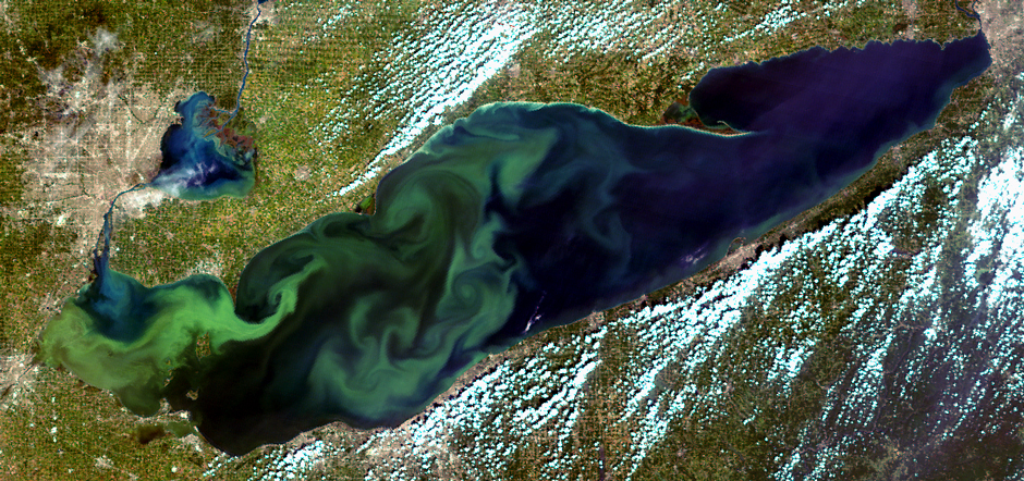 Harmful algal bloom in Lake Erie on September 6th, 2015. Taken with the MODIS sensor on NASA's Terra satellite, the entire bloom can be seen.