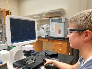 A student examines Phaeocystsis globosa under a microscope