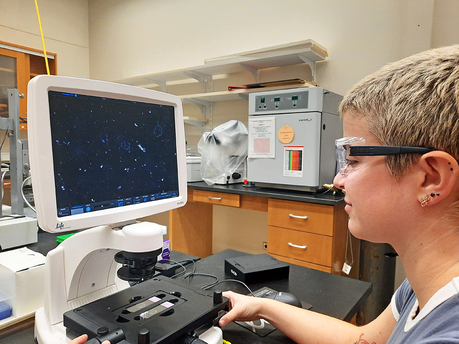 A student examines Phaeocystsis globosa under a microscope