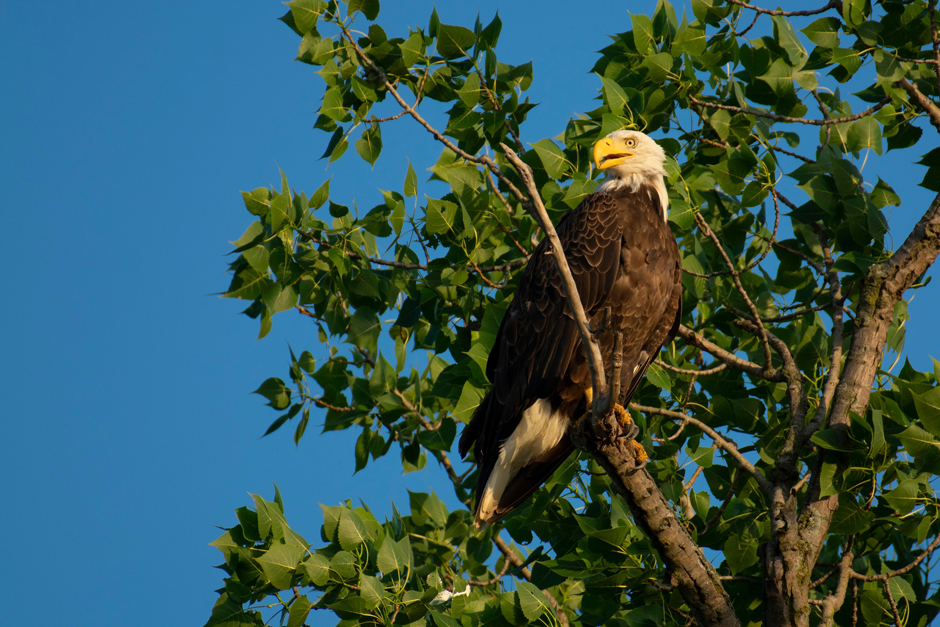 A bald eagle photographed at the Fondriest Environmental, Inc. Field Station