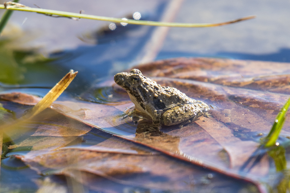 A Blanchard's cricket frog photographed at the Fondriest Environmental, Inc. Field Station