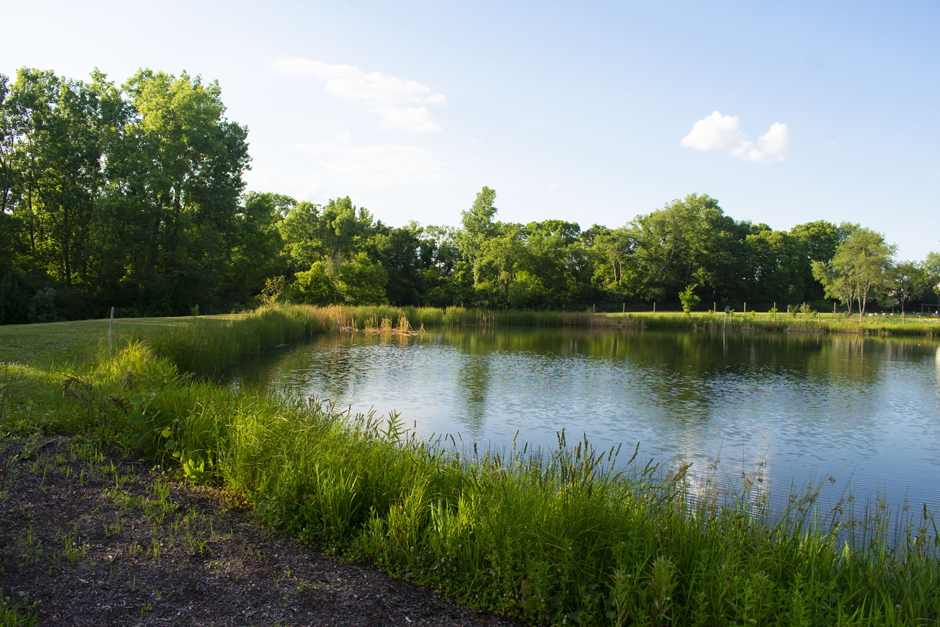 a pond surrounded by native vegetation
