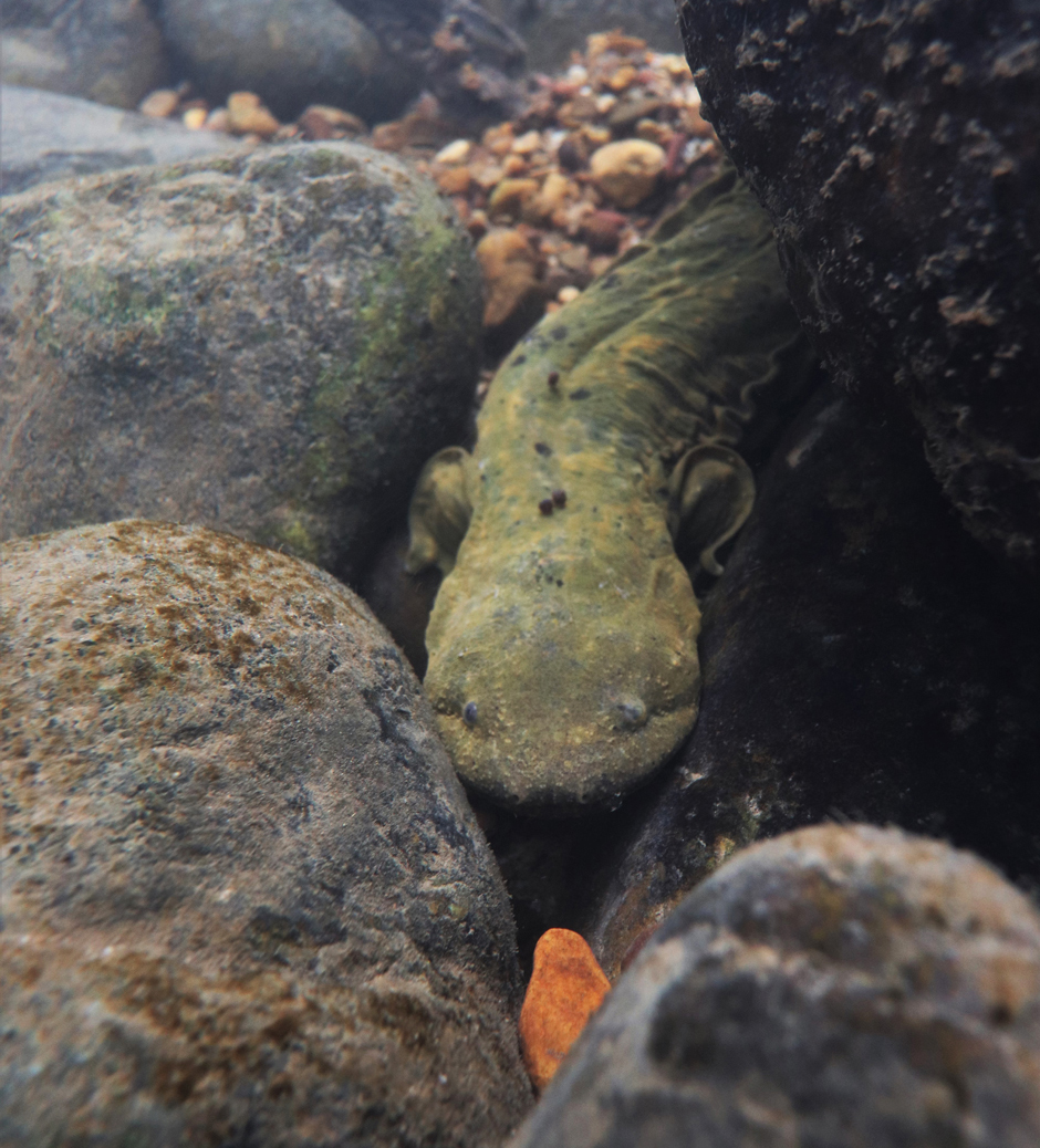 Eastern Hellbender