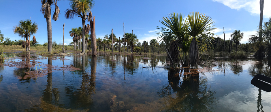 Submerged tree trunks in a small reservoir in Mato Grosso, Brazil. Building dams floods a large area upstream, killing most standing trees as a result. Mauritia palm trees are a notable exception: they are well-adapted to wetland areas and can be found scattered throughout some reservoirs in the region. These biomes are key reasons behind sustainable development.