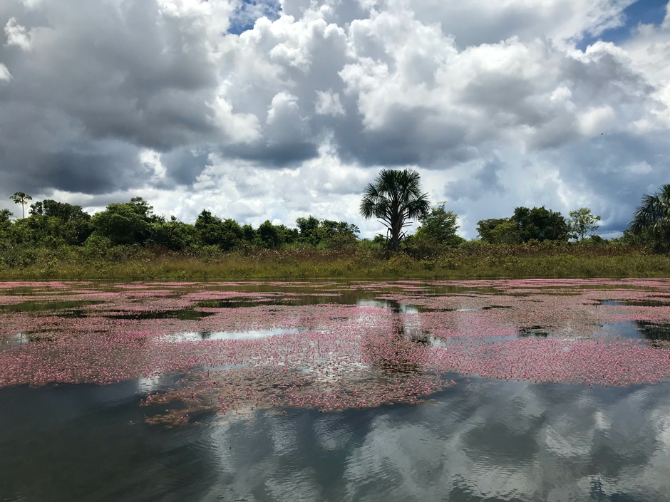 Aquatic vegetation blooming on the surface of a reservoir in Brazil.