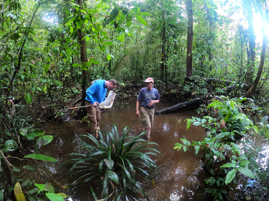 Collecting macroinvertebrates in a small river of the Approuague River, French Guiana.