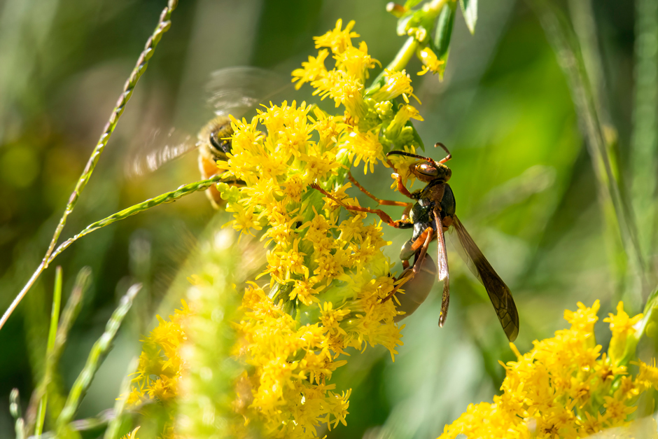 A Dark Paper Wasp and Western Honey Bee feeding together on goldenrod.