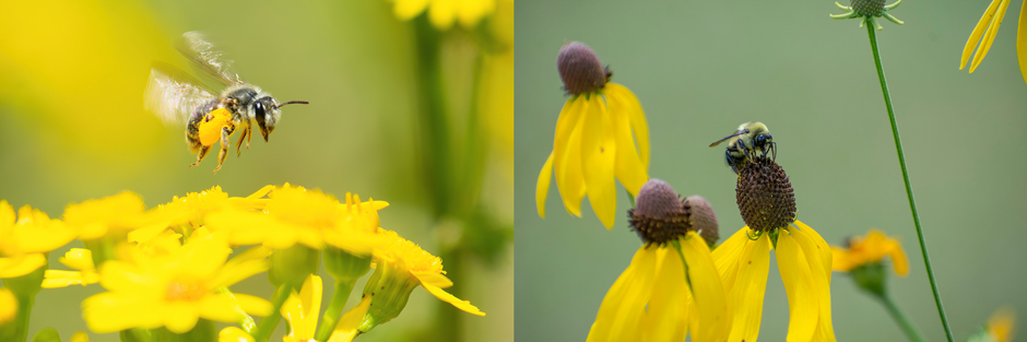 (Left) A mining bee carrying a large clump of pollen on its hind legs. (Right) A brown-belted bumble bee feeding on a gray-headed coneflower.