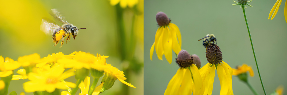 (Left) A mining bee carrying a large clump of pollen on its hind legs. (Right) A brown-belted bumble bee feeding on a gray-headed coneflower.