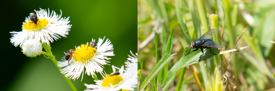 (Left) A trio of iris weevils feeding. (Right) A member of the Blowfly family.