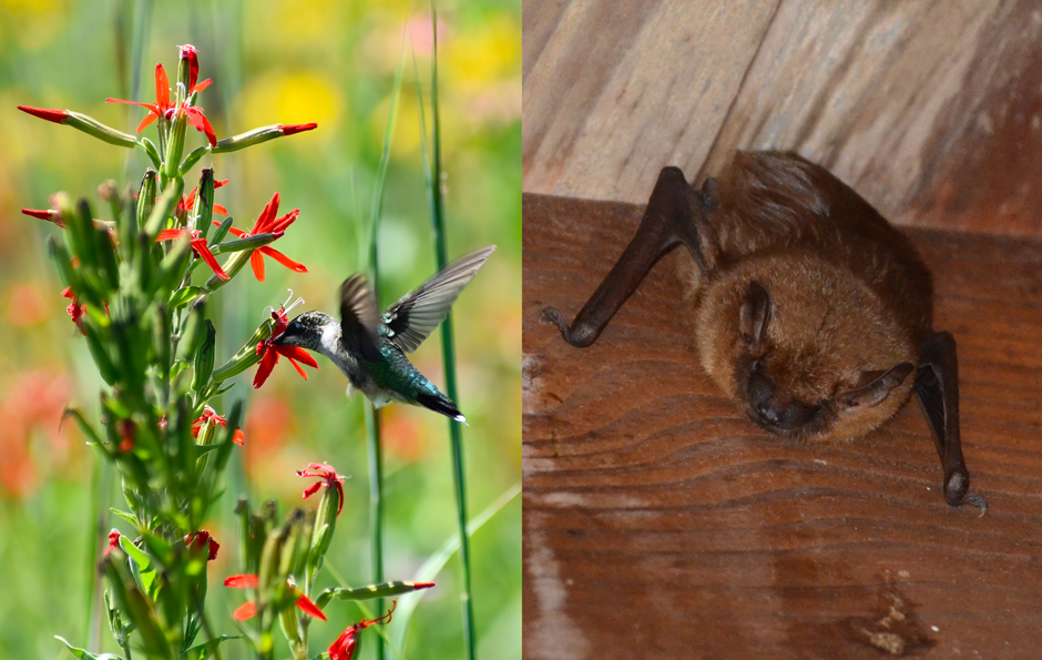 (Left) A ruby-throated hummingbird using its long, slender beak to feed on a royal catchfly. (Right) A brown bat clinging to the wall of a barn at the Fondriest Center for Environmental Studies. 