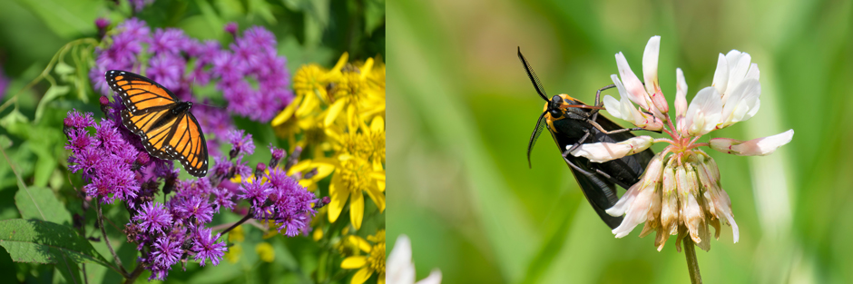 (Left) A viceroy butterfly. (Right) A Yellow-collared Scape Moth feeding on a clover.