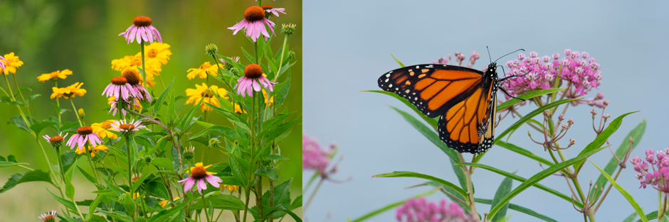 (Left) An assortment of native wildflowers planted at the Fondriest Center for Environmental Studies. (Right) A Monarch Butterfly feeding on Swamp Milkweed, a native Ohio species of the Monarch’s host plant. 