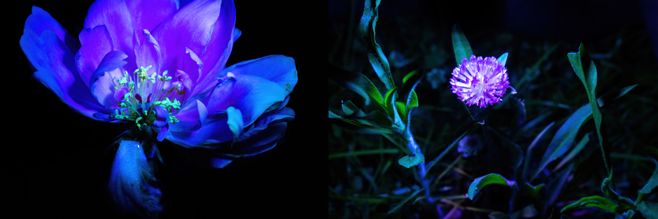 Under an ultraviolet light, people can get a glimpse of how pollinators view these flowers. With glowing colors and vibrant markings, the flower guides the pollinators to the flower and towards the most pollen and nectar-rich parts of the plant. 