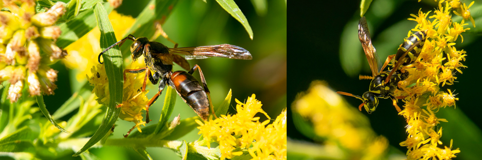 (Left) A dark paper wasp covered in pollen feeding on Goldenrod. (Right) European paper wasp. 