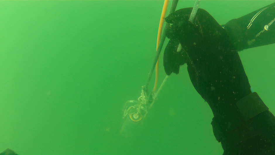 A Biological Field Station Volunteer Dive Team member, Alex Sessions, checking the data cable (black) and the thermistor array (orange cable) underwater. This buoy will be used to monitor harmful algal blooms.