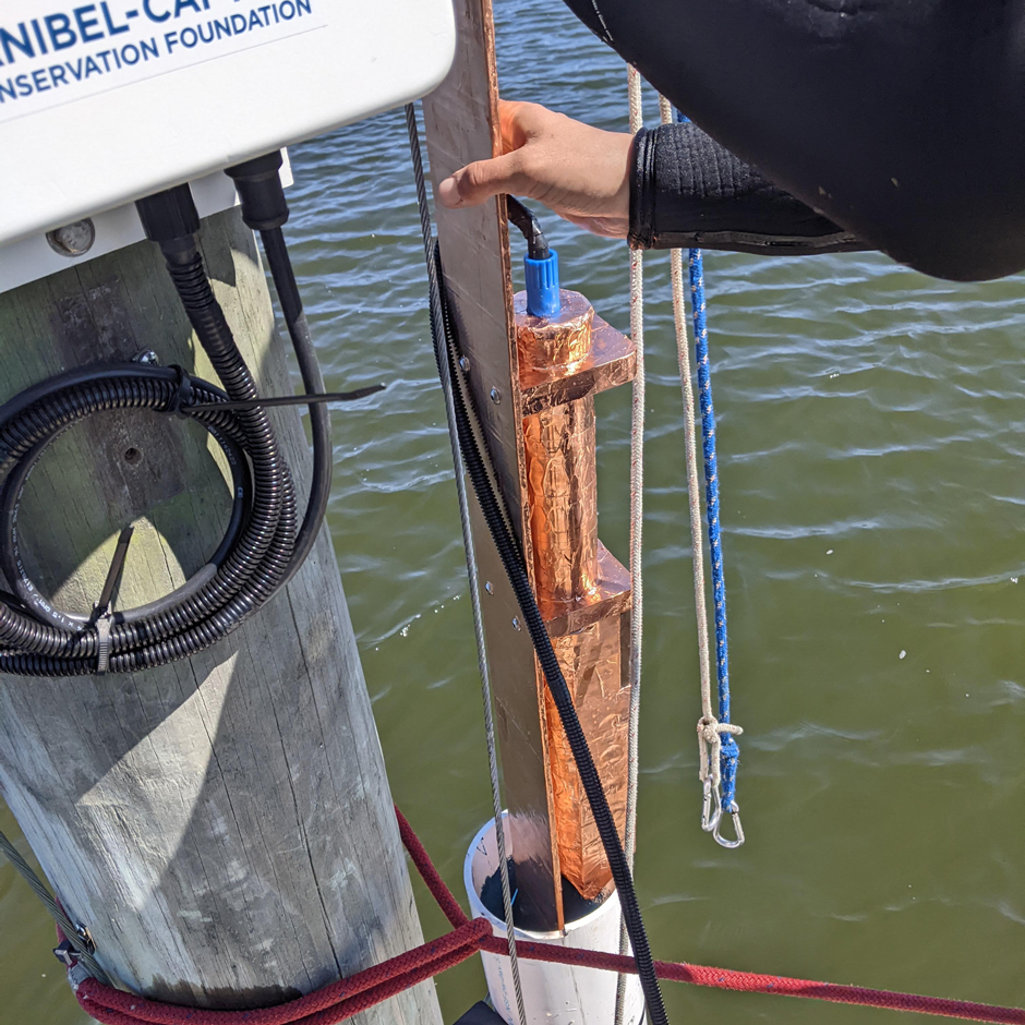 Research Assistant Sierra Greene installing a Seabird Scientific Hydrocat in the deployment well at the Tarpon Bay RECON station.