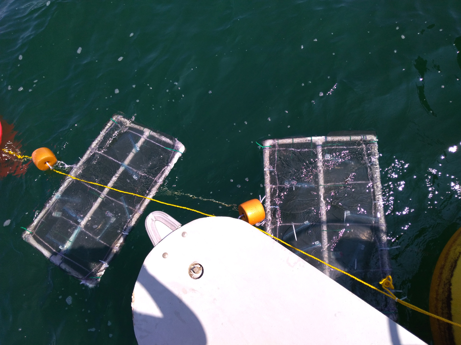 A microcosm experiment in summer 2019 as part of a multi-lake nutrient limitation study through GLEON. The floating PVC frames housed 8 plastic bags that acted as microcosms (small experimental units incubated in the real lake environment)