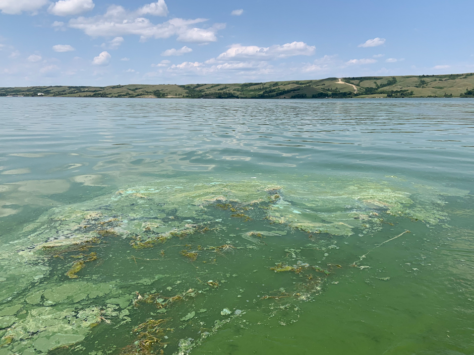 Buffalo Pound Lake Scum.