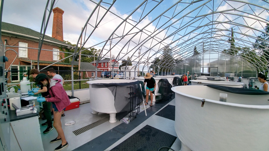 Researchers in Stone Lab’s mesocosm facility. 
