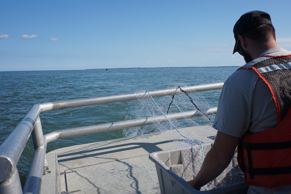 A member of the Sandusky Fisheries Research Station setting a gill net. 