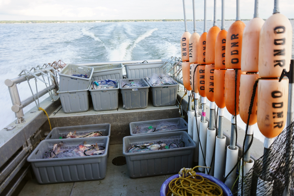 Different survey gears collect specific pieces of information on fish populations, like this gill net catch that collects data on adult walleye.