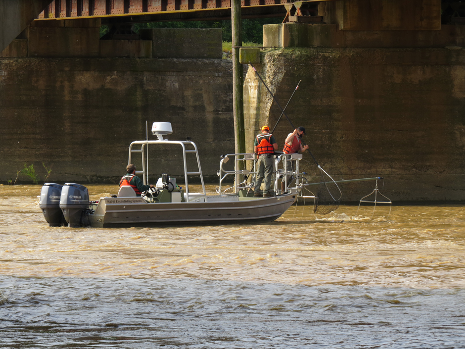 Shallow water electrofishing allows for a more targeted approach to gathering population data.