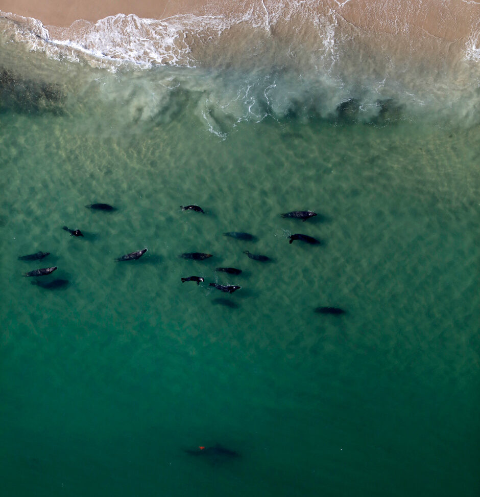 A white shark bearing an orange camera tag hunts gray seals along the shoreline of Cape Cod.