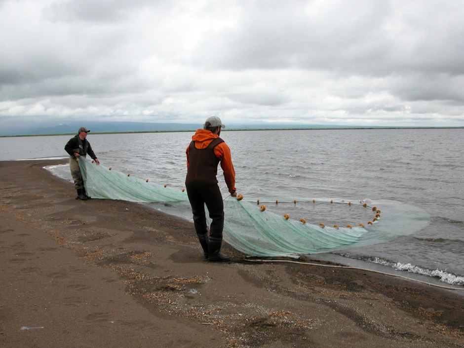 Beach seining for juvenile sockeye salmon in Black Lake, Alaska. 