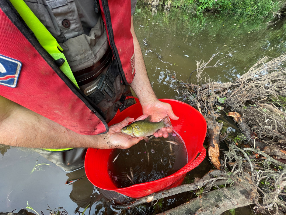 Tench found upstream of the Snake Lane Weir – a fish species usually found in lakes, showing how the weir was impacting the river habitat.