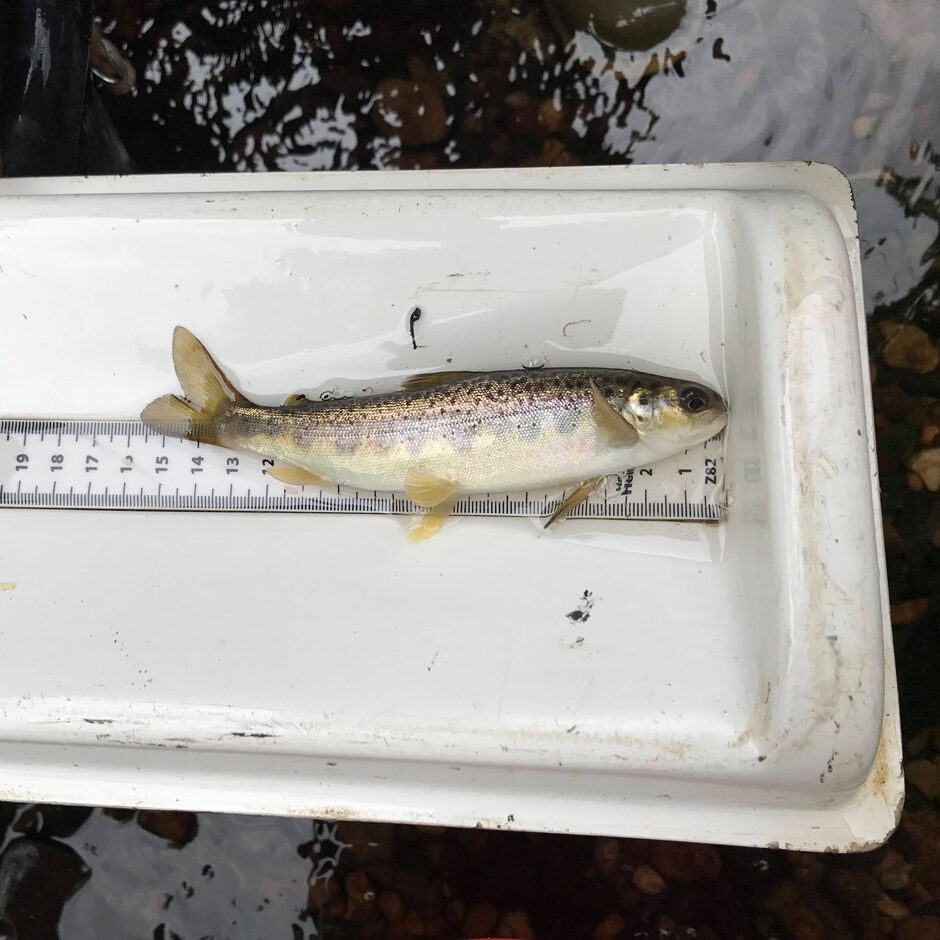 Juvenile Atlantic salmon caught during fisheries surveys below Snake Lane weir.