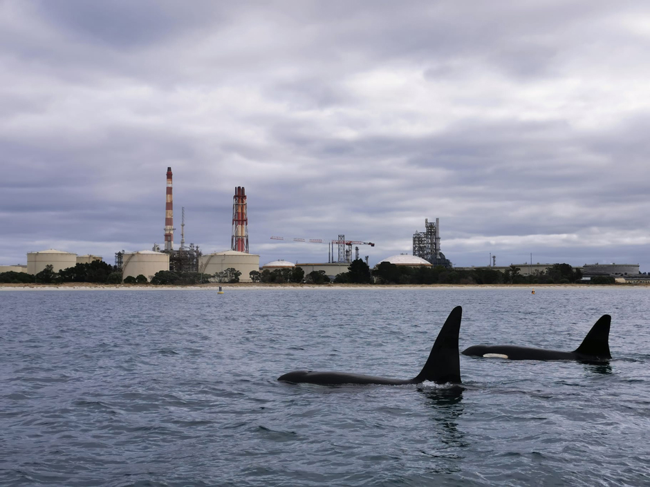 Orca passing a buoy in Whangārei Harbor.