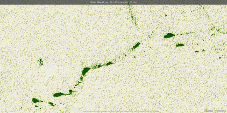 Satellite image of the Caribbean Sea (16.56595, -66.01014) taken by Sentinel-2, adjusted to show Normalized Difference Vegetation Index (NDVI), a measurement of green vegetation. In this image, floating sargassum can be clearly seen, with characteristic teardrop shapes indicating direction of movement.