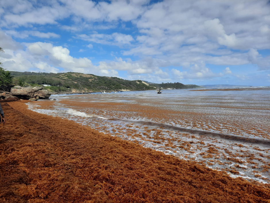 Sargassum chokes a popular tourist beach in Barbados. 