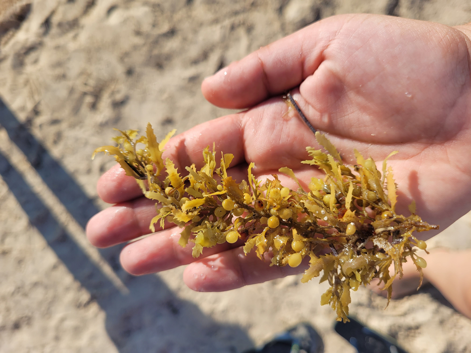 Sargassum fluitans III collected on a beach in Mexico.