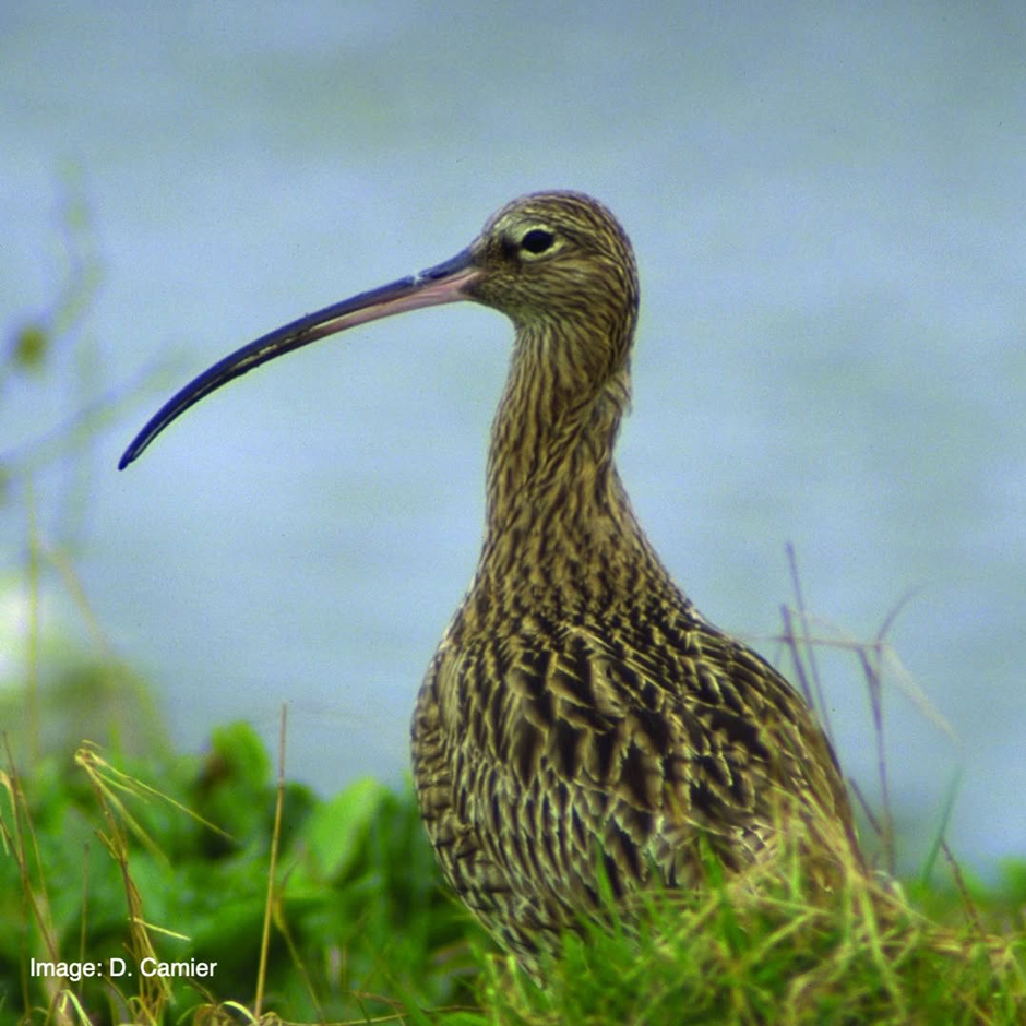 Photo of a Eurasian Curlew (Numenius arquata; Crotach) in a bog.