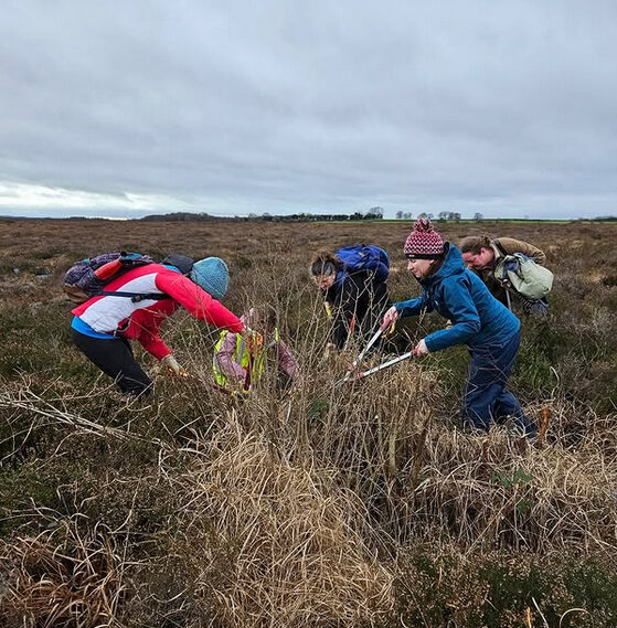 Volunteers help to remove invasive species from the bog. Invasive species limit light and block rainwater from reaching the peatland surface, which can result in the loss of the native peat-forming plants and loss of important habitats in peatlands.