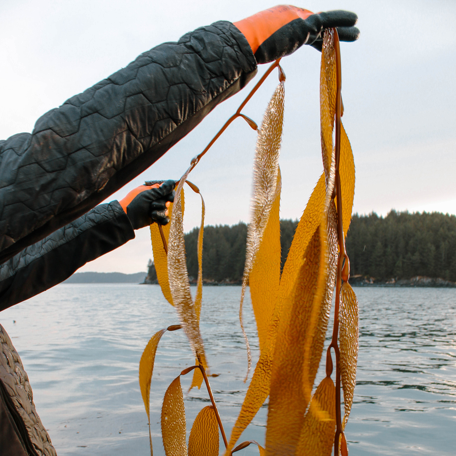 Kelp farmer, Nick Mangini, holds up giant kelp (Macrocystis pyrifera) from a wild kelp bed near his farm in Kodiak, Alaska.