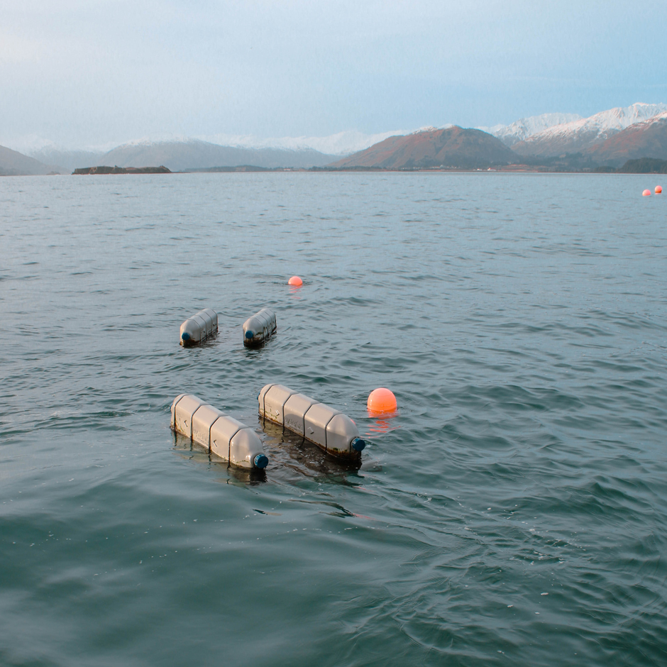 Surface oysters growing on the production array at Kodiak Island Sustainable Seaweeds, in Kodiak Alaska.