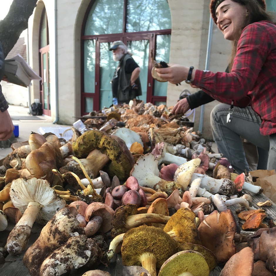 A Yuba Watershed Institute volunteer (Thea Chesney) sorts wild mushrooms at the annual Yuba Watershed Fungus Foray and Wild Mushroom Exposition.