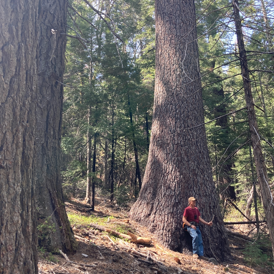A member of the Yuba Watershed Institute board of directors (Bob Erickson) in one of the last remaining old growth mixed conifer groves in the region.