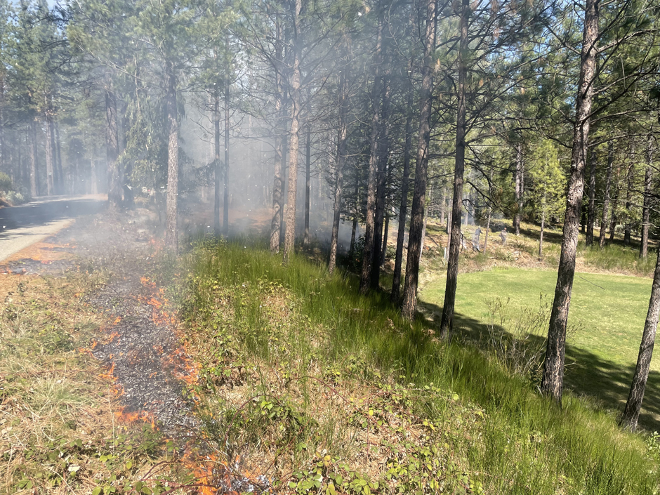 A spring prescribed burn to control the invasive plant Scotch broom.